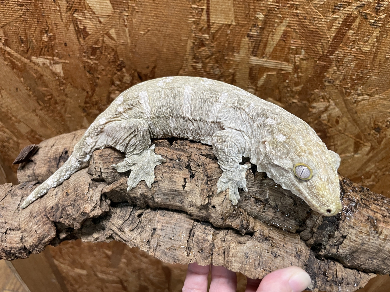 ニューカレドニアジャイアントゲッコー（グランテラ）(11)