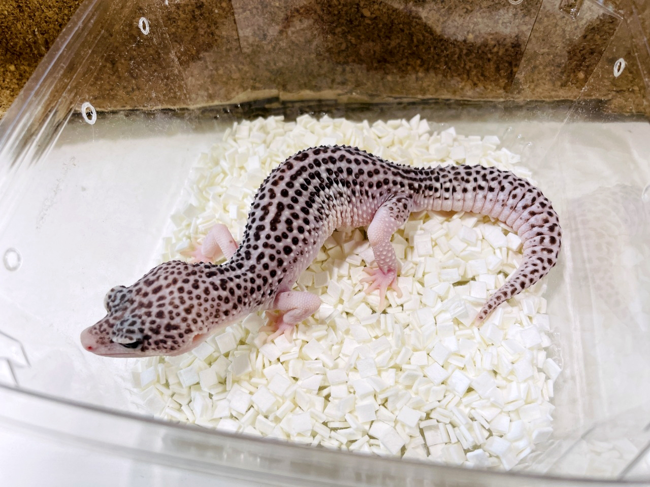 ヒョウモントカゲモドキ(3)