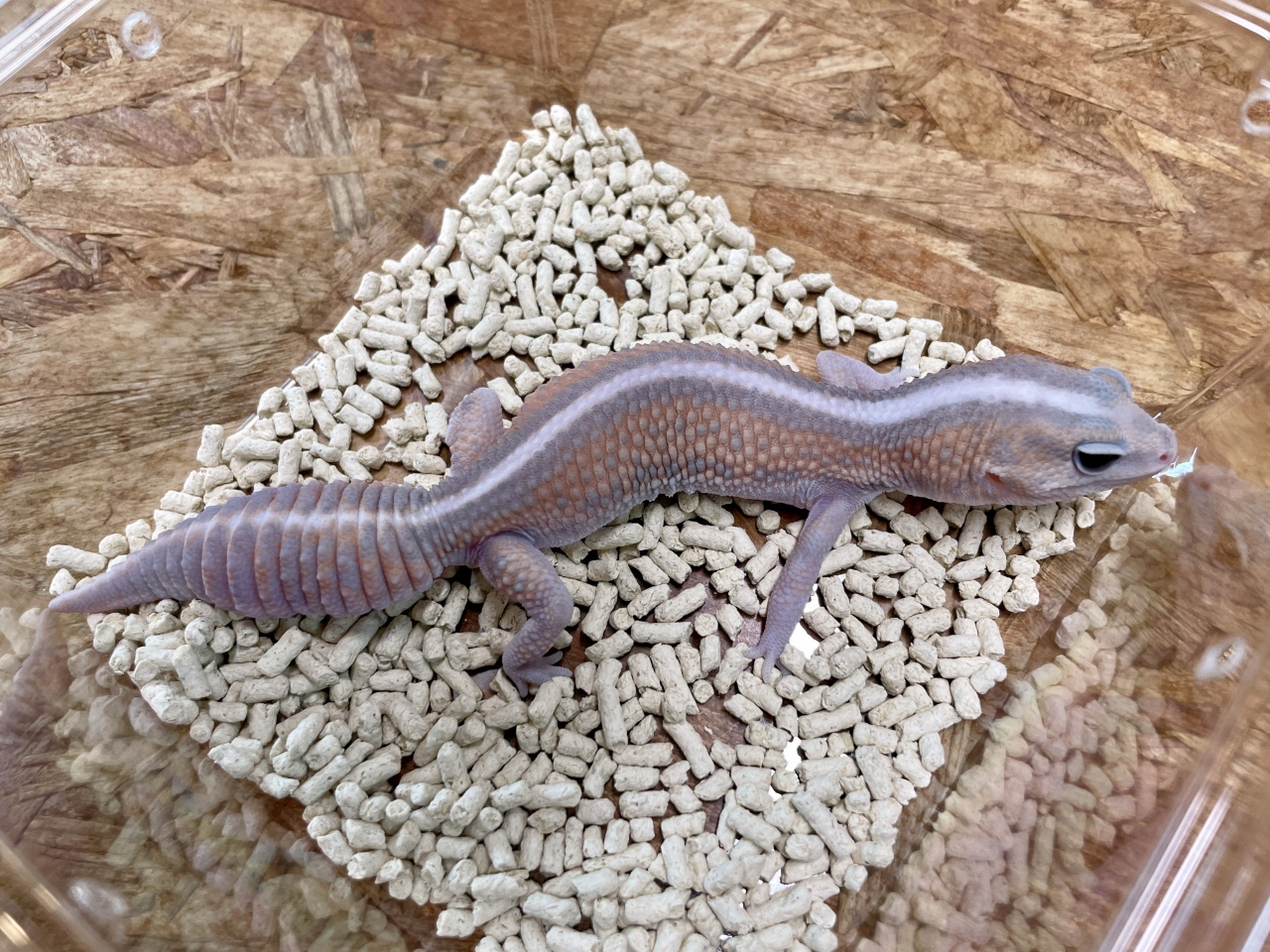 ニシアフリカトカゲモドキ(12)