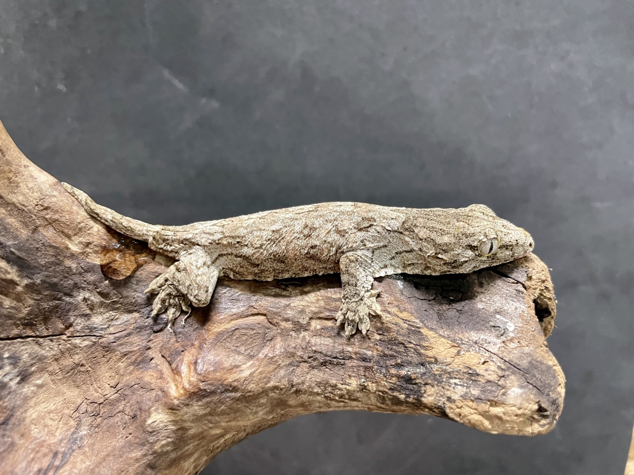 ニューカレドニアジャイアントゲッコー（ヘンケリ）(11)