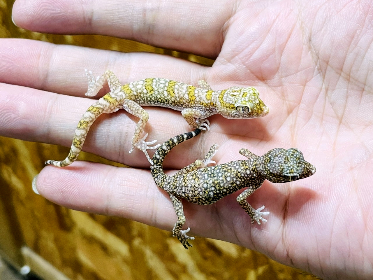 エレガンスボウユビヤモリ(3)