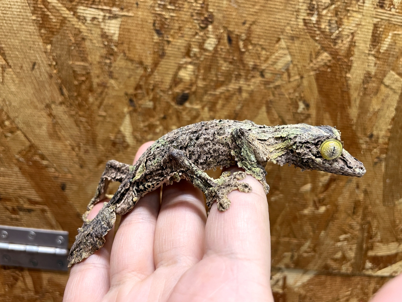 ヤマビタイヘラオヤモリ(4)