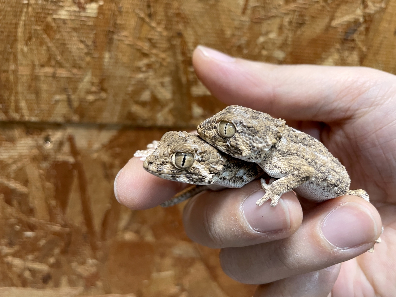 ヘルメットゲッコー(3)