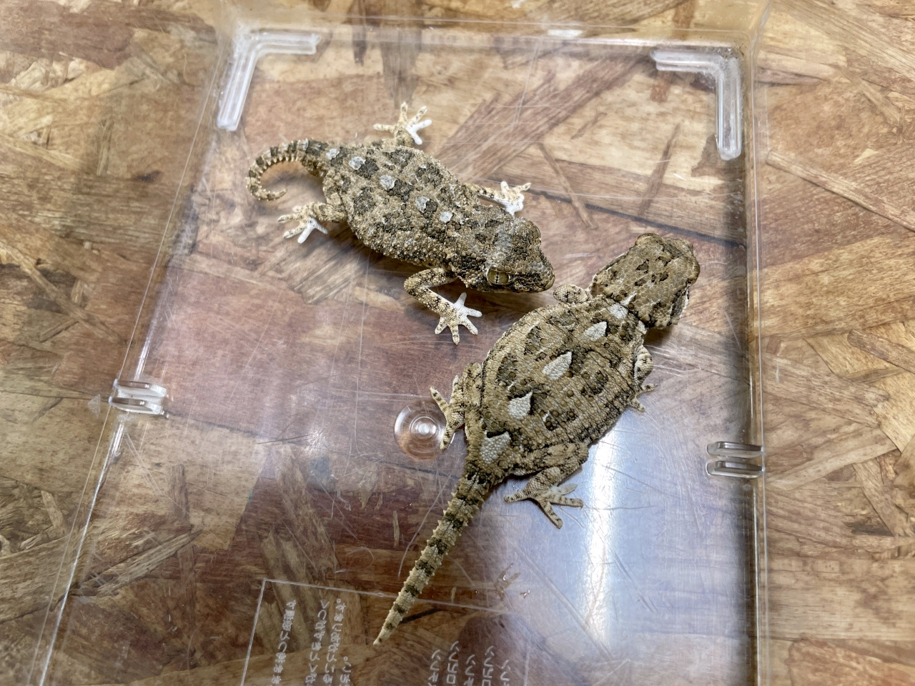 ヘルメットゲッコー(4)