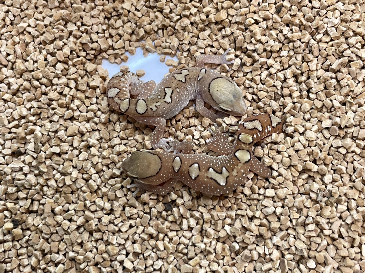 ガレアータスイシヤモリ(2)