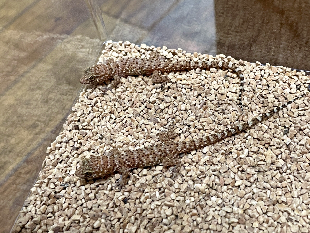 バイノトリノツメヤモリ(2)