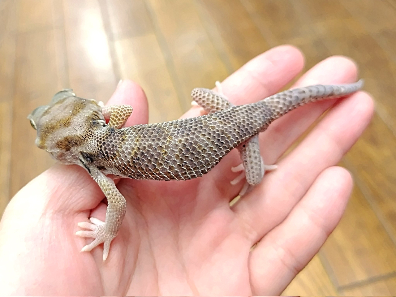 プシバルスキースキンクヤモリ(8)