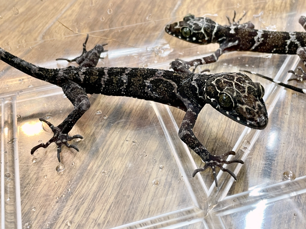 イトコホソユビヤモリ(11)