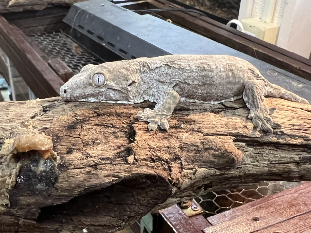 ニューカレドニアジャイアントゲッコー（グランテラ）(7)