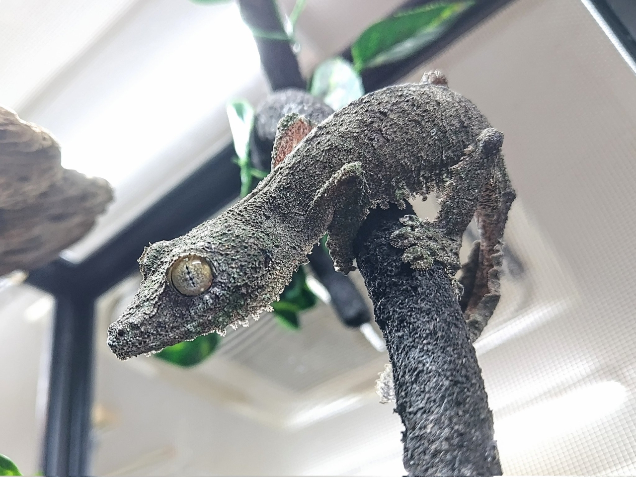 ヤマビタイヘラオヤモリ(1)