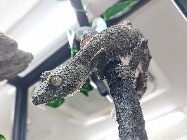 ヤマビタイヘラオヤモリ