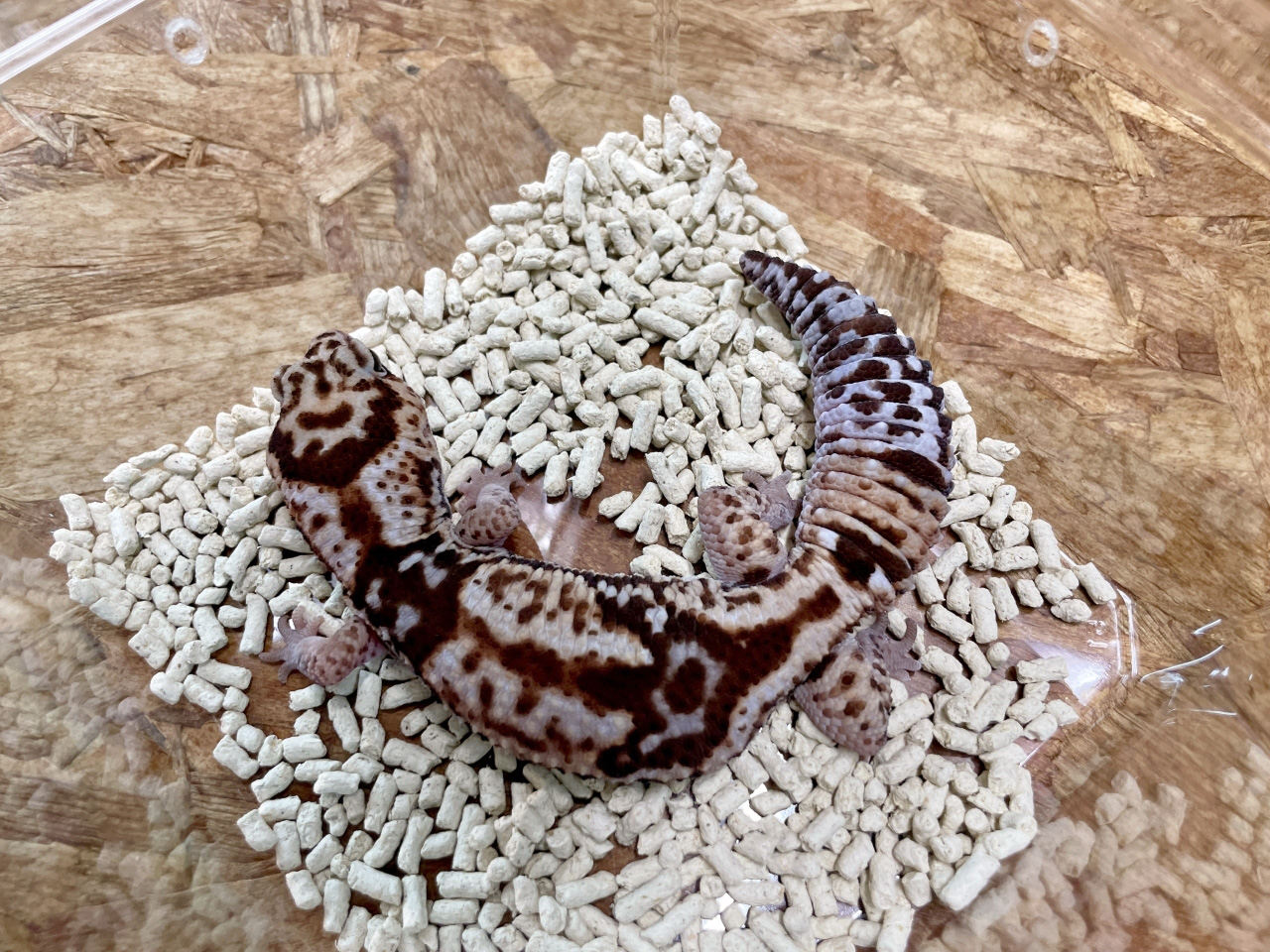 ニシアフリカトカゲモドキ(7)