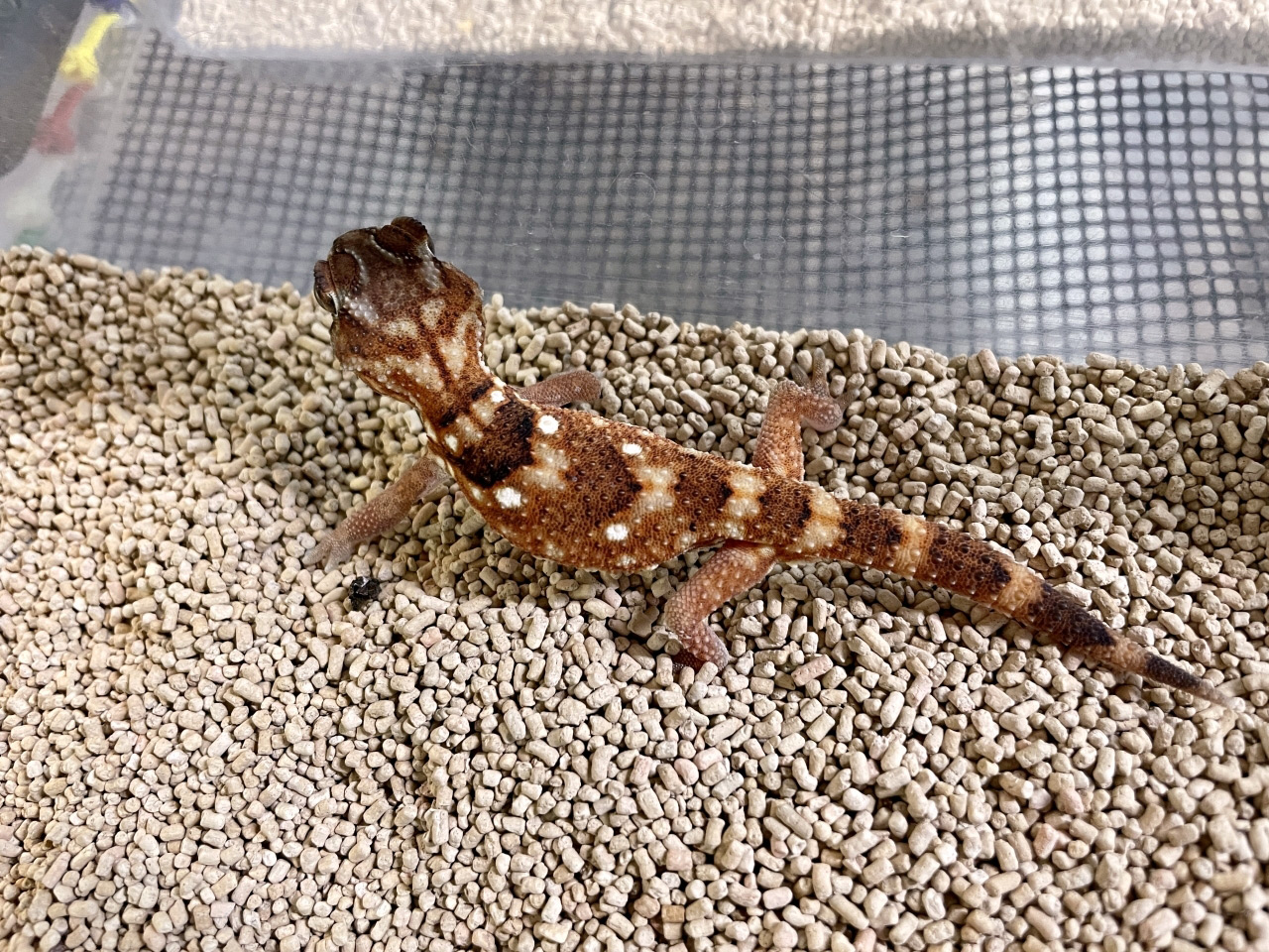 ナミブグローブヤモリ(1)