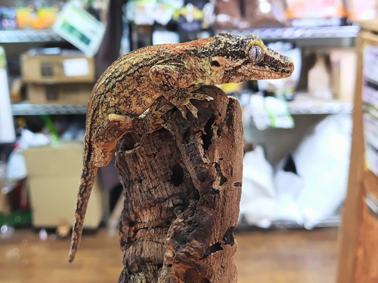 ガーゴイルゲッコー(12)