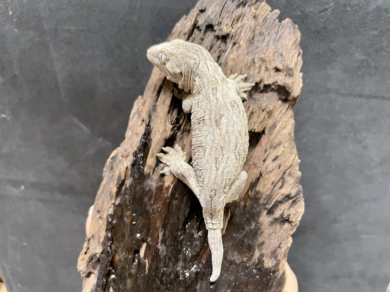 ニューカレドニアジャイアントゲッコー（ヘンケリ）(8)
