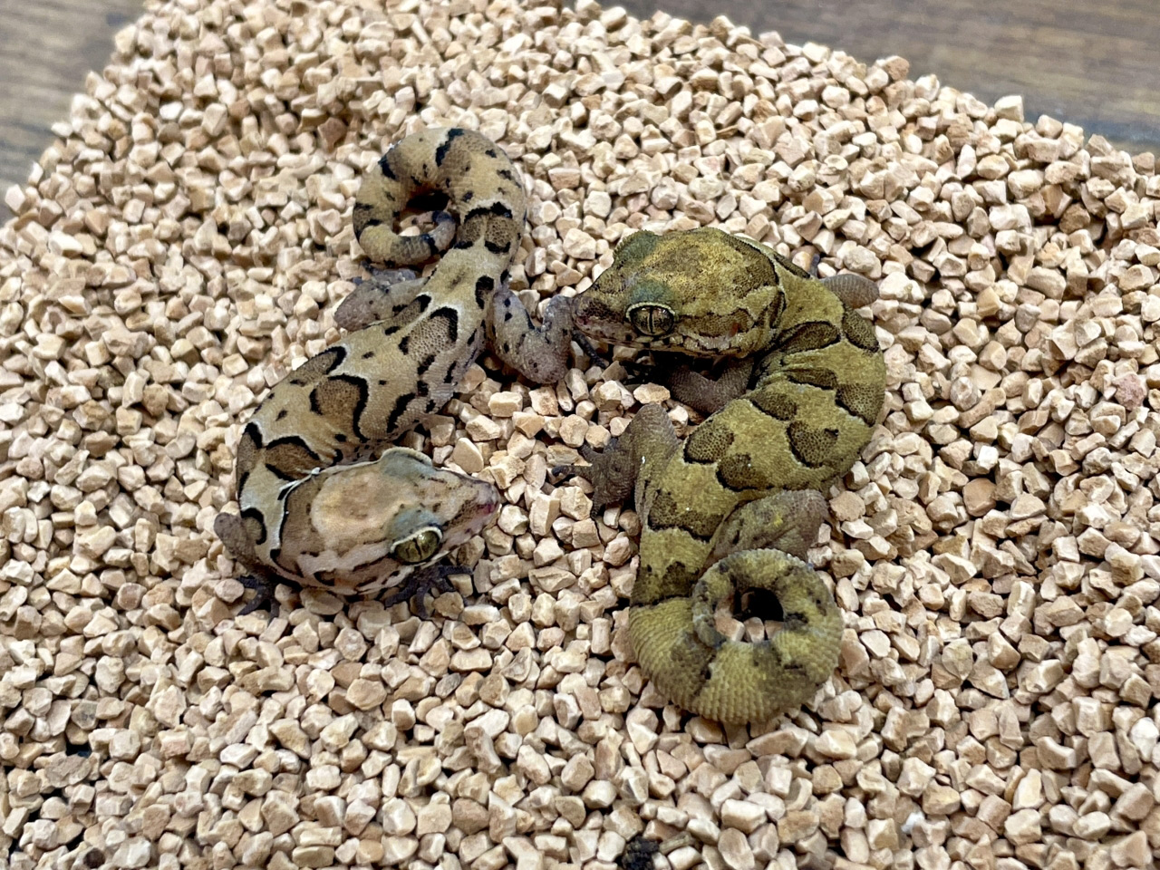 ゴールコンダアクマヤモリ(1)