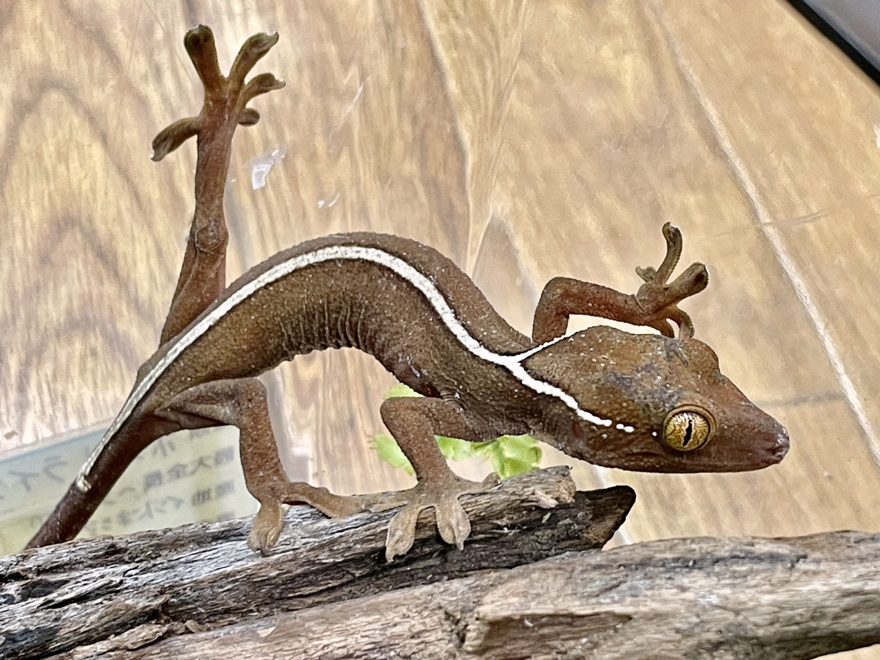 ホワイトラインゲッコー(1)