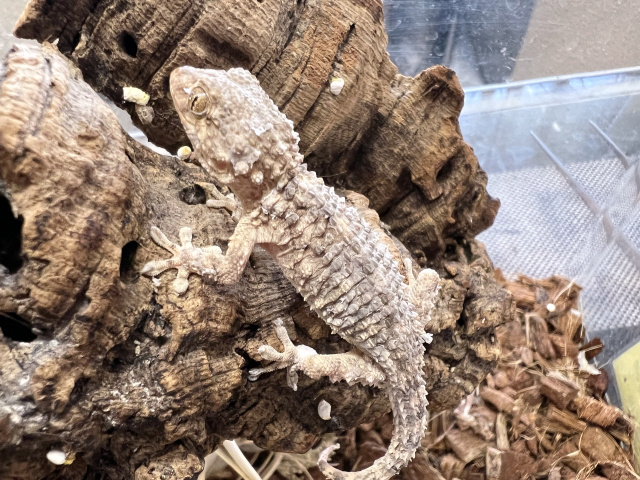 ムーアカベヤモリ