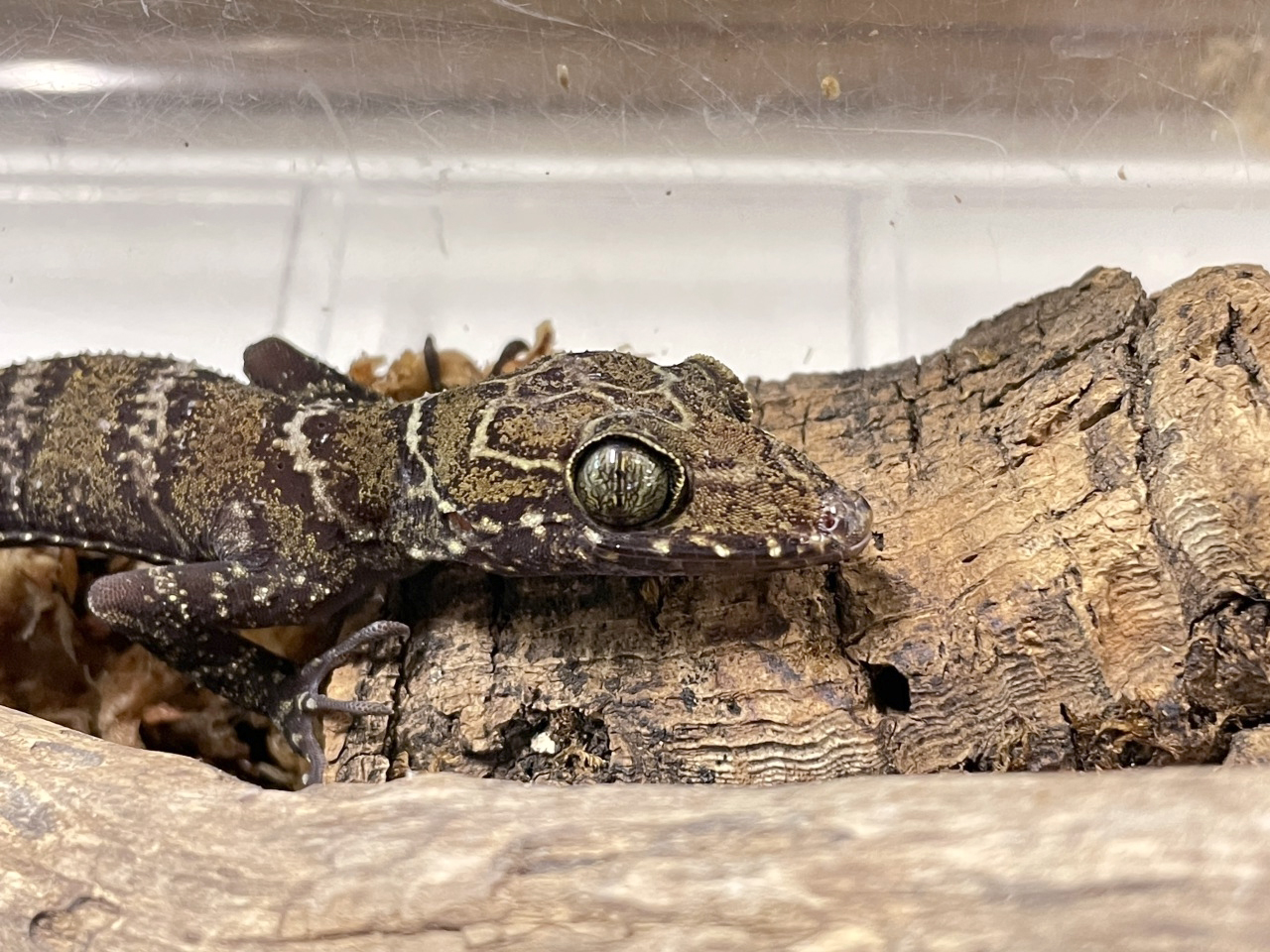 イトコホソユビヤモリ(2)