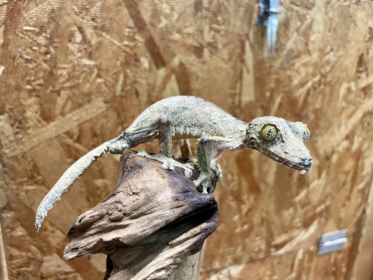 ノシボラハヘラオヤモリ(3)