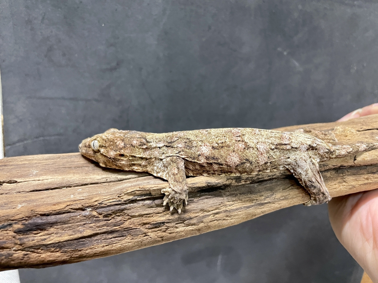 ニューカレドニアジャイアントゲッコー（ヘンケリ）(4)