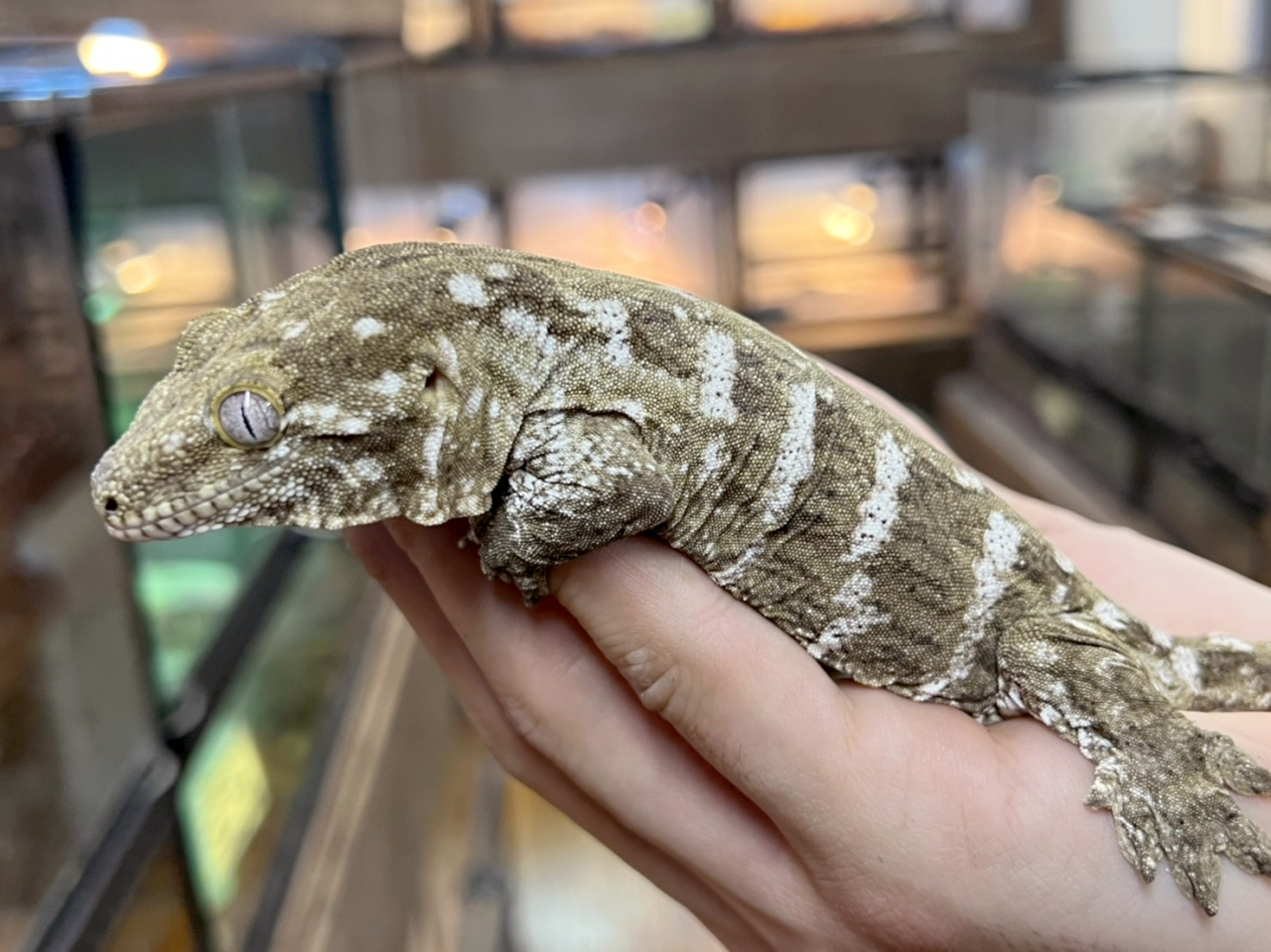 ニューカレドニアジャイアントゲッコー（グランテラ）(5)