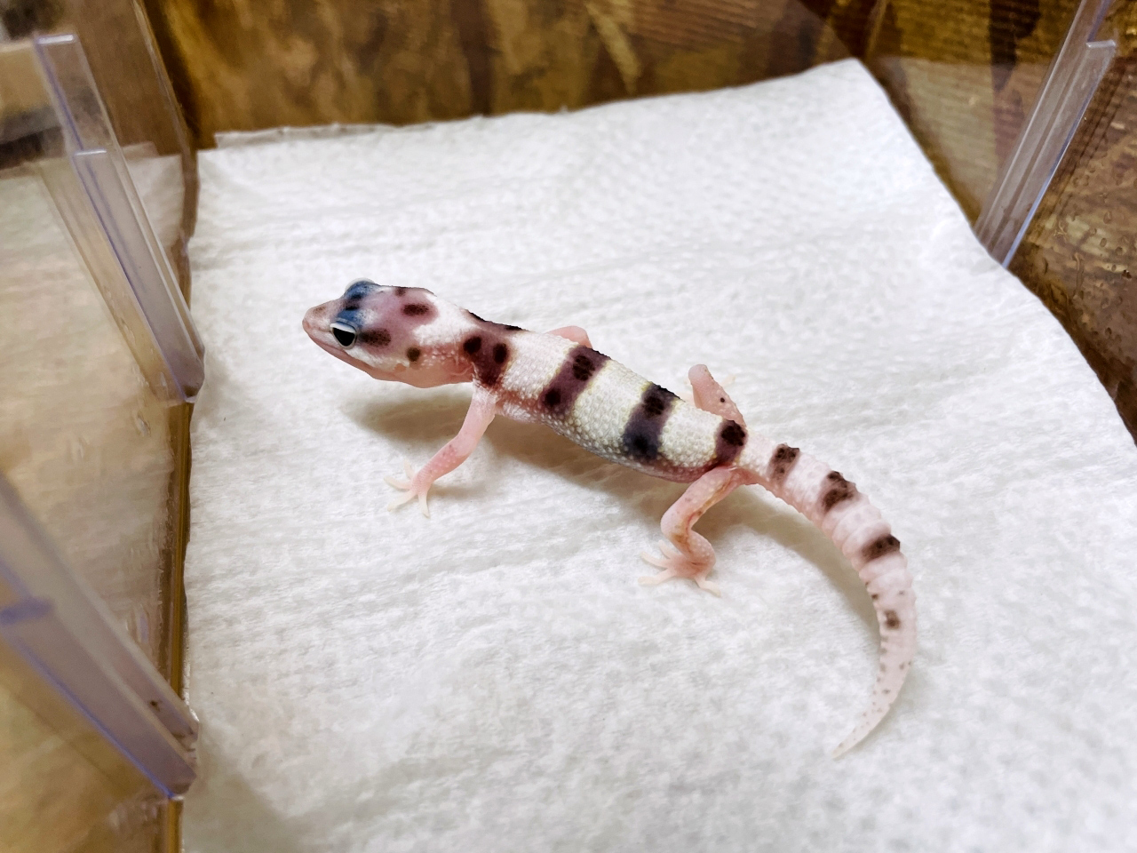 ヒョウモントカゲモドキ(4)