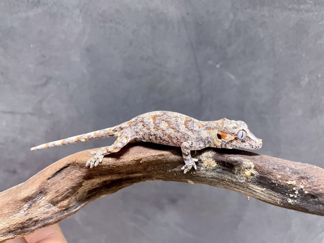 ガーゴイルゲッコー