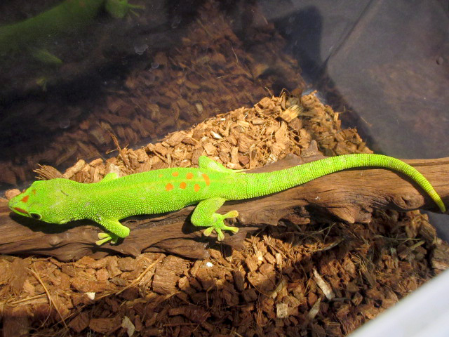 グランディスヒルヤモリ(10)