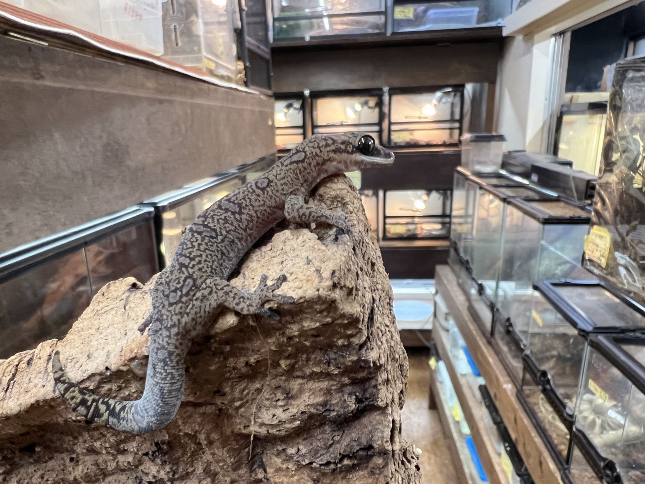 オセラータビロードヤモリ(7)