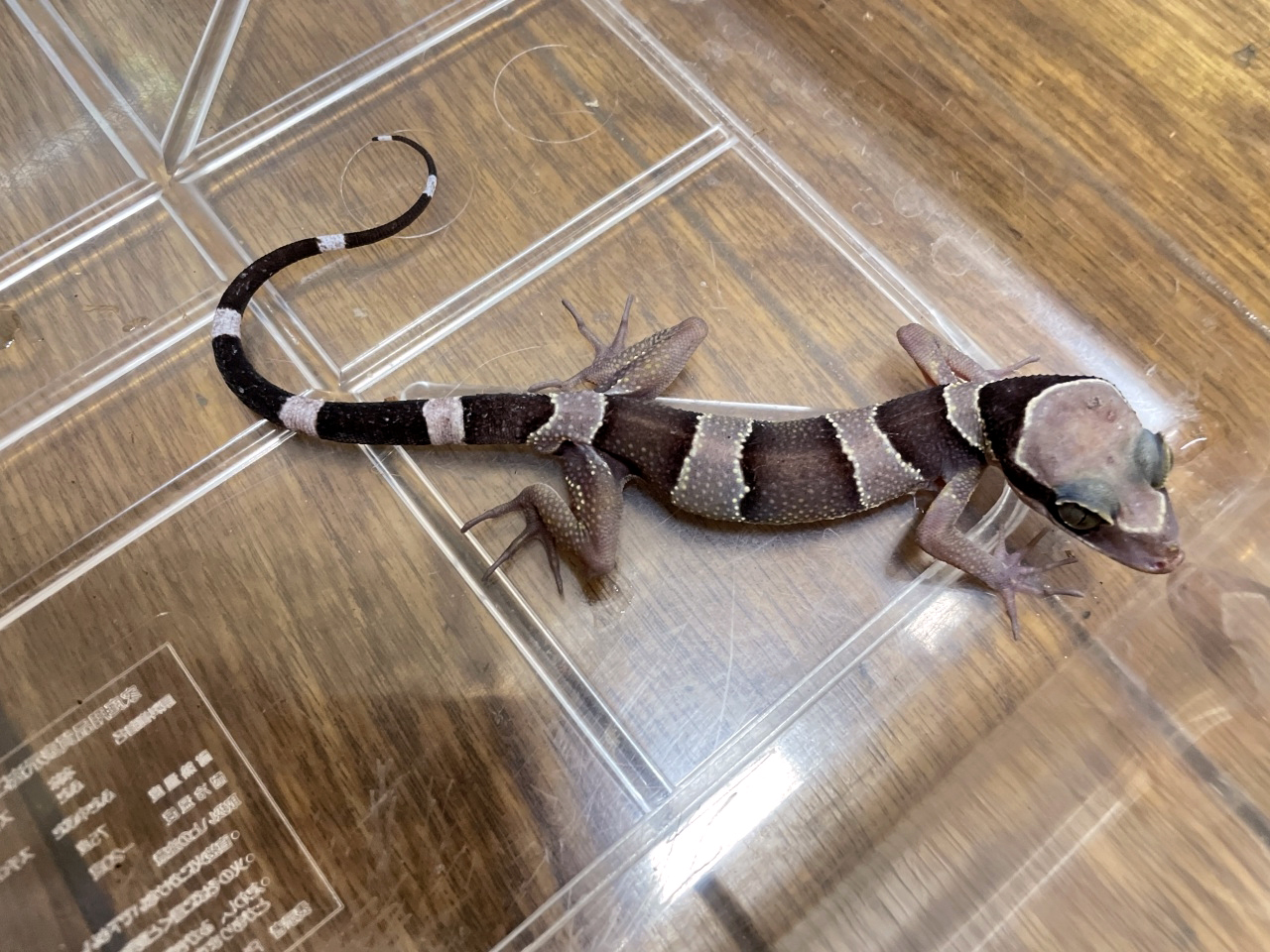 マレーホソユビヤモリ(5)