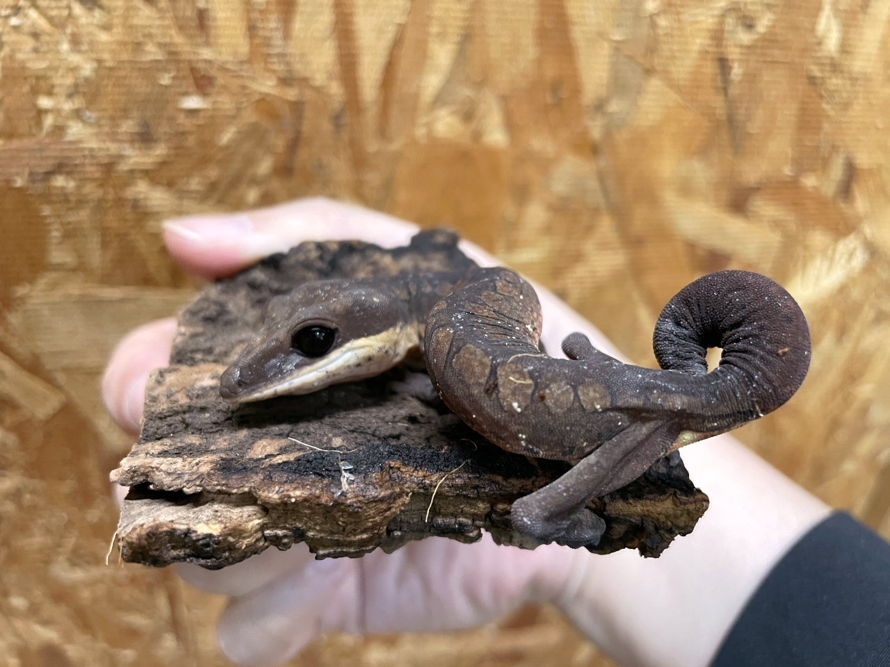 マレーシアキャットゲッコー(5)