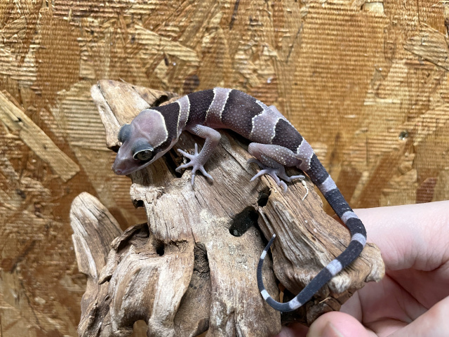 マレーホソユビヤモリ