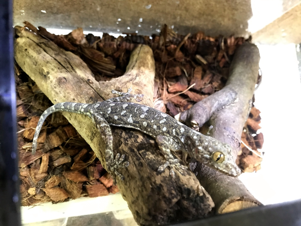 マーブルゲッコー(1)