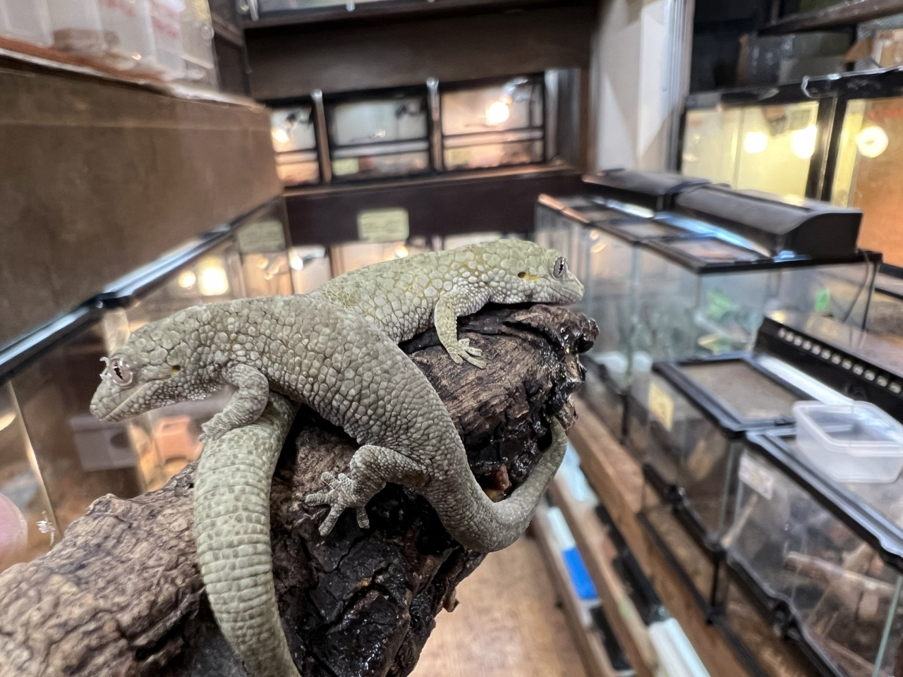 オキシデンタリスクチサケヤモリ(8)