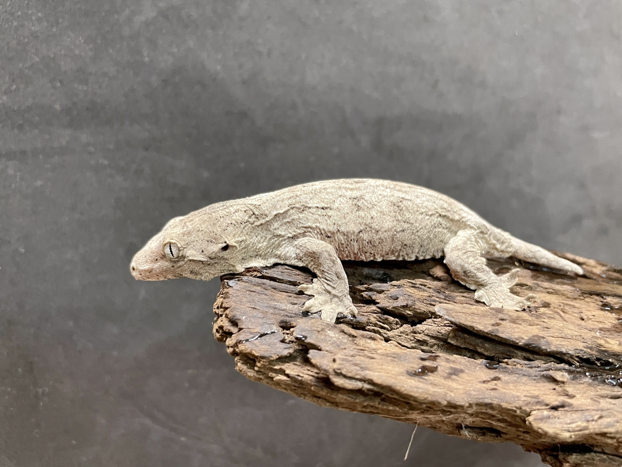 ニューカレドニアジャイアントゲッコー（ヘンケリ）(7)