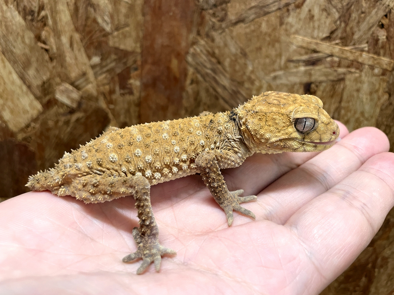 オニタマオヤモリ(4)