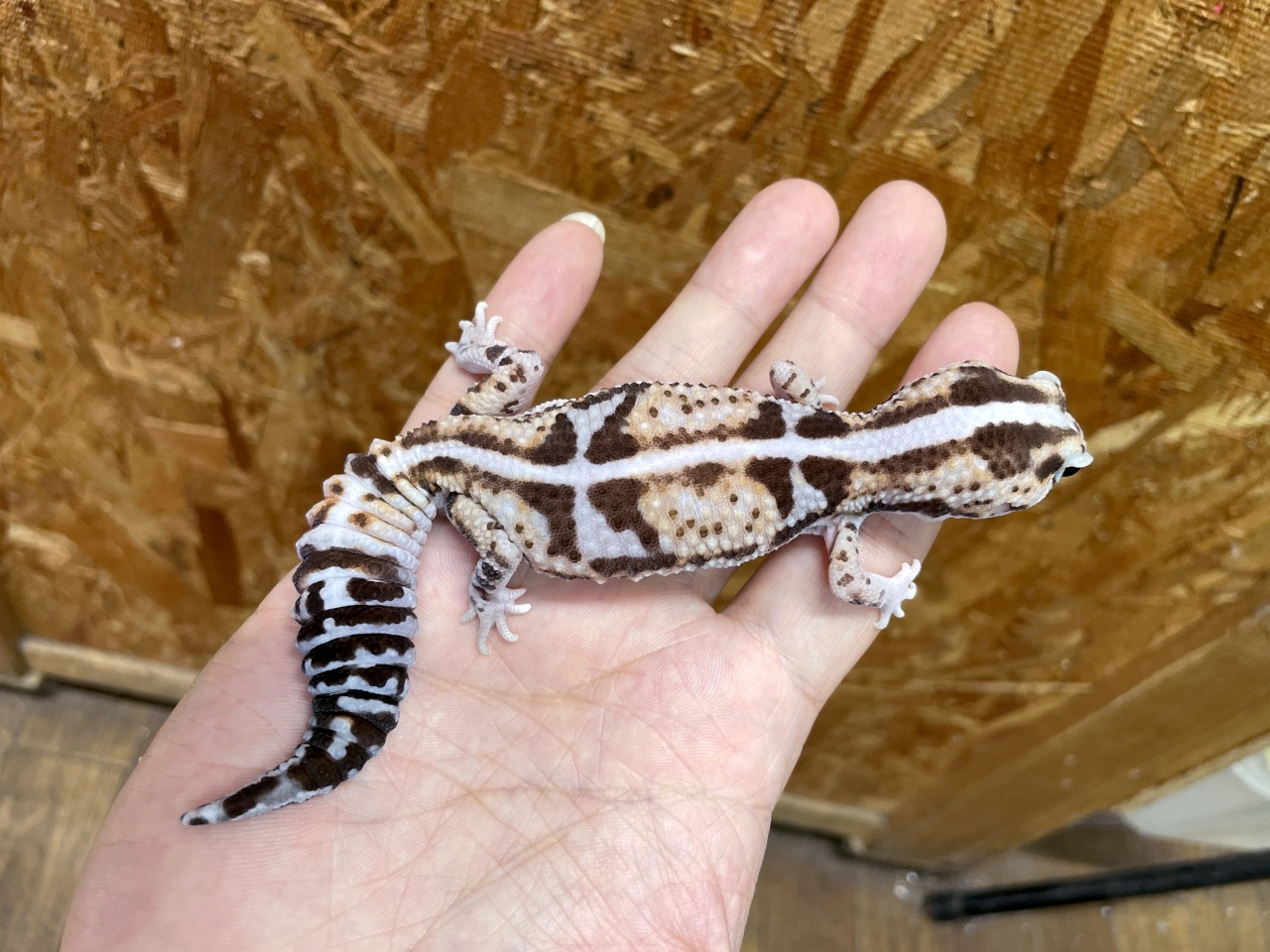 ニシアフリカトカゲモドキ(5)