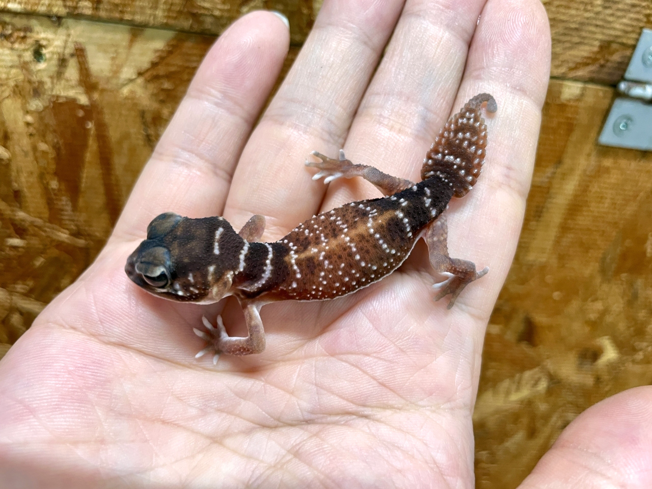 ナメハダタマオヤモリ(9)