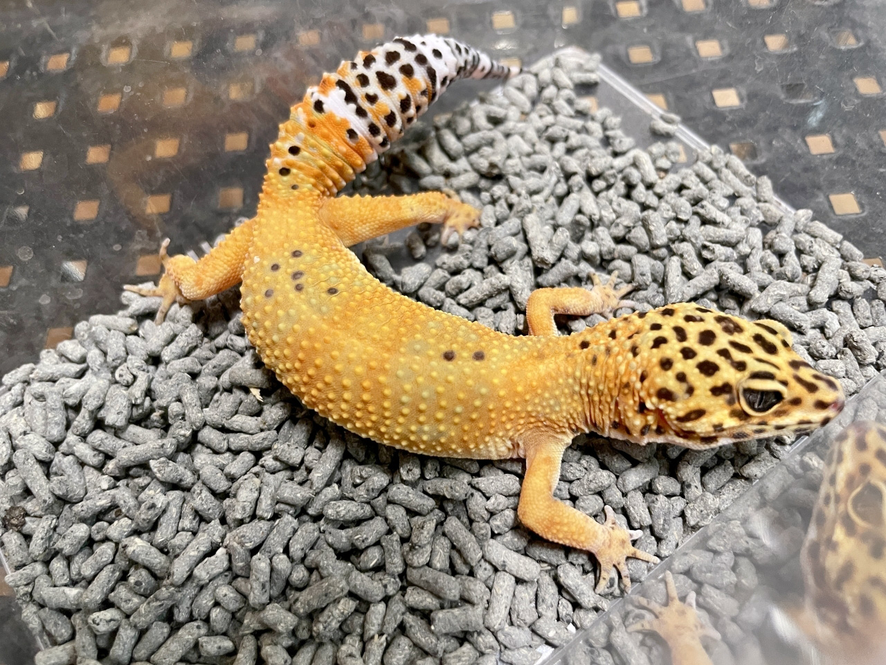 ヒョウモントカゲモドキ ヤモリ図鑑