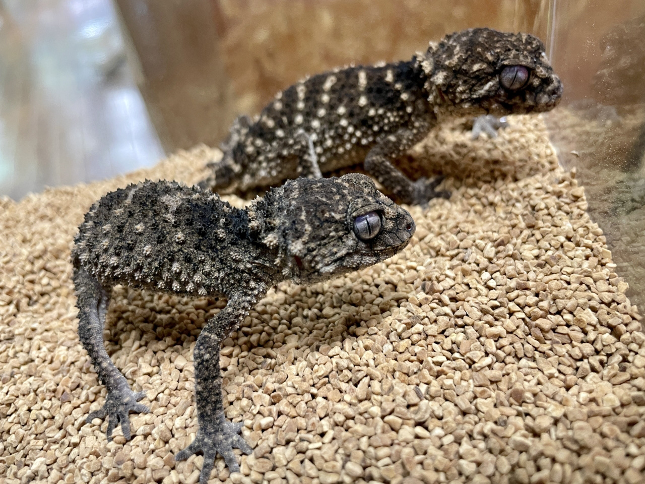 サメハダタマオヤモリ(1)