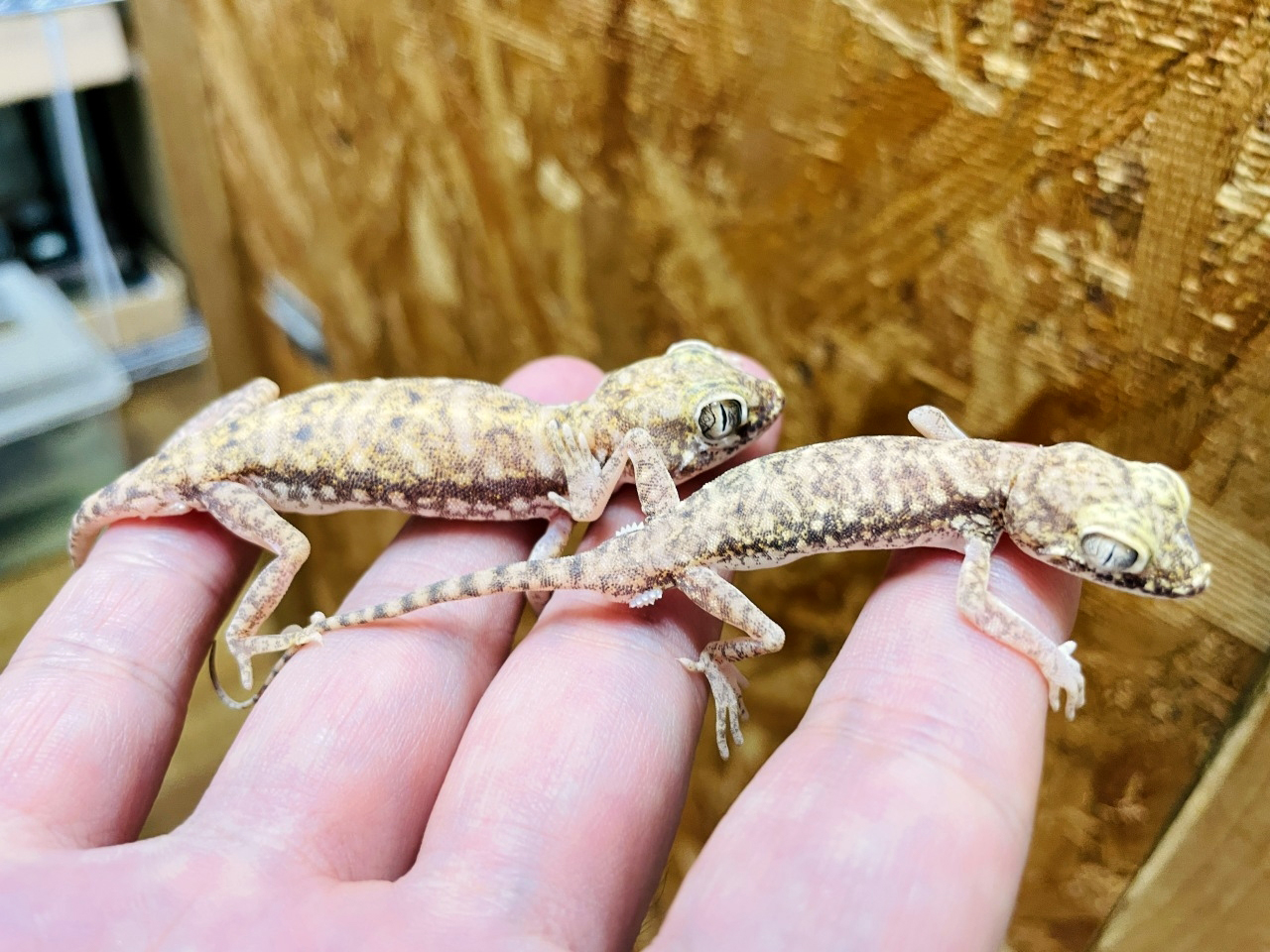 ペトリボウユビヤモリ(5)