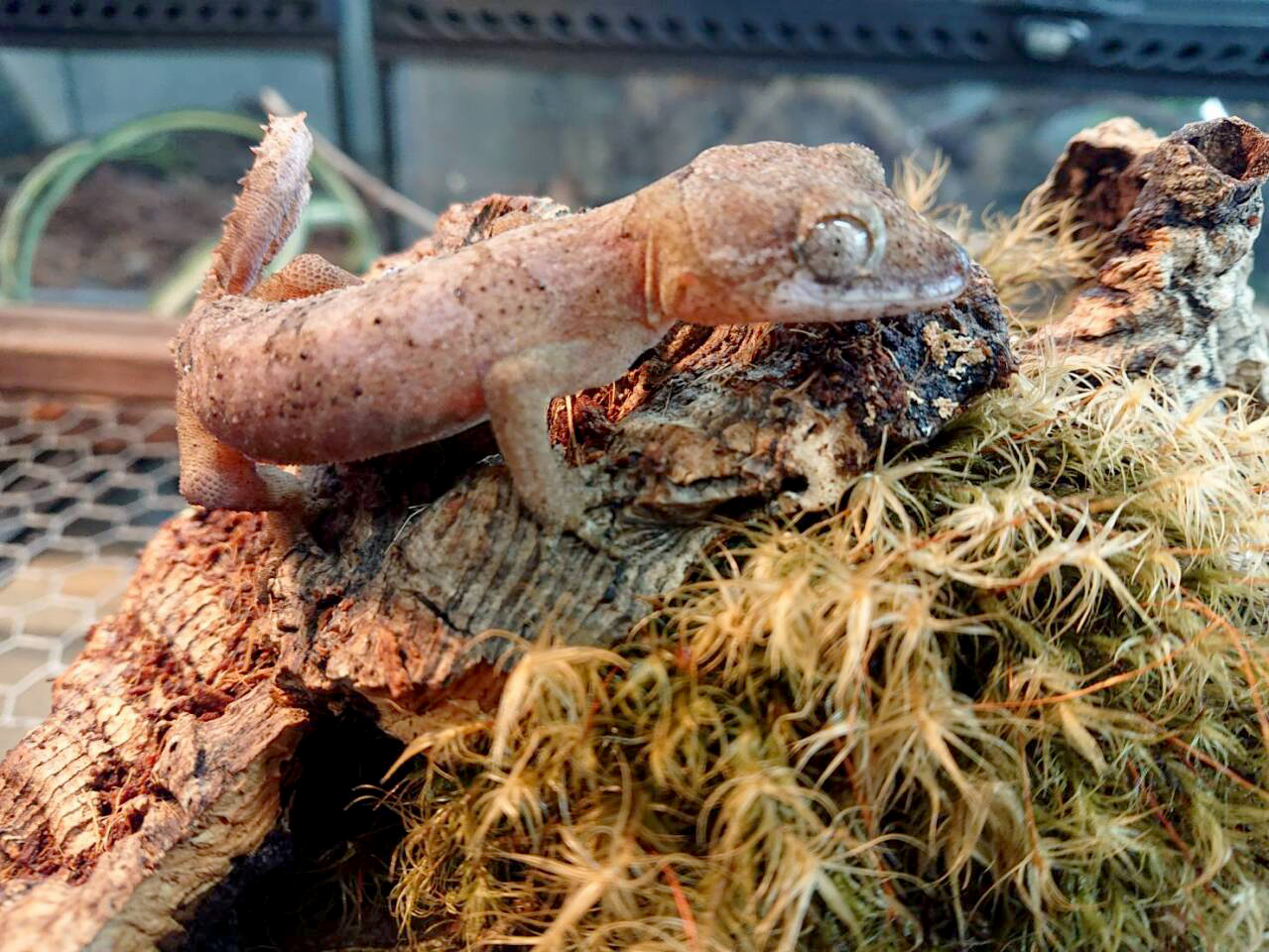 エロークホソユビヤモリ(6)