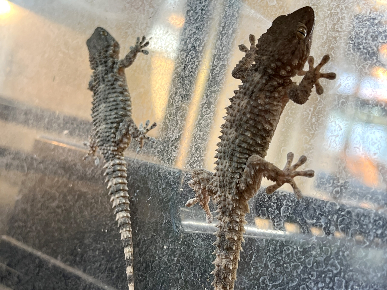 ムーアカベヤモリ(3)