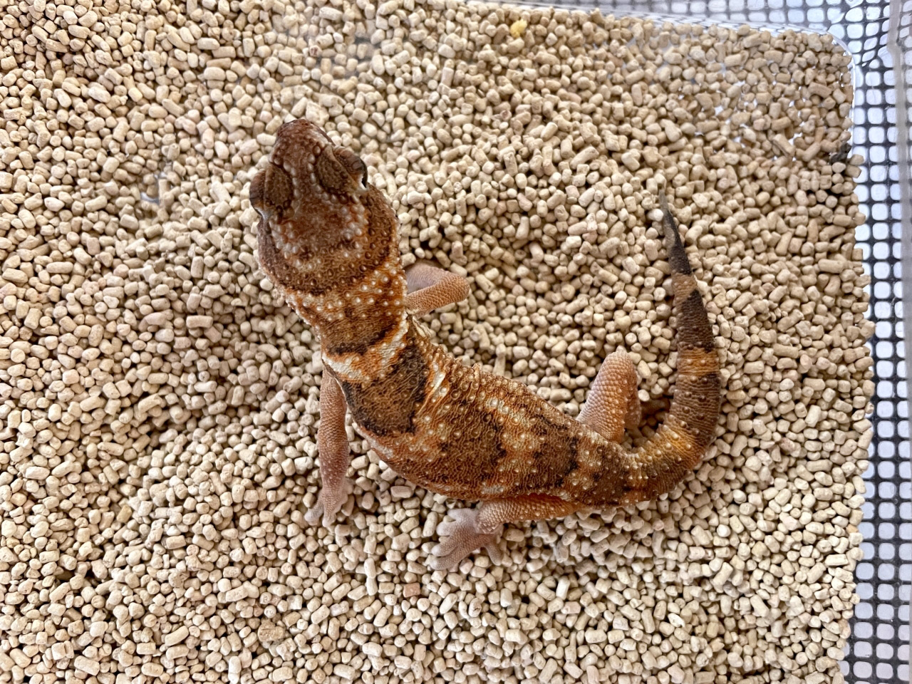 ナミブグローブヤモリ(3)