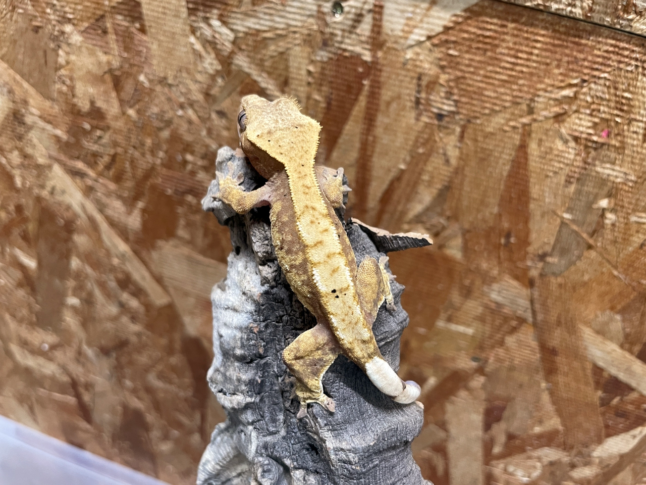 クレステッドゲッコー(8)