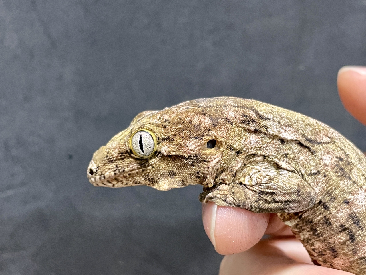 ニューカレドニアジャイアントゲッコー（ヘンケリ）(6)