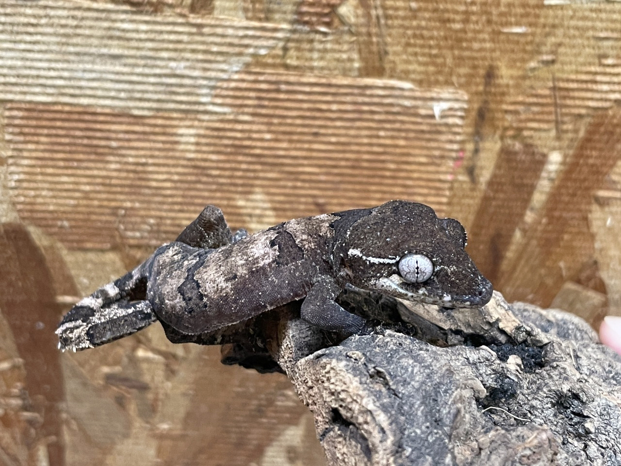 エロークホソユビヤモリ(2)