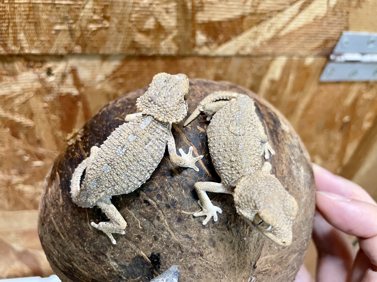 ヘルメットゲッコー(7)