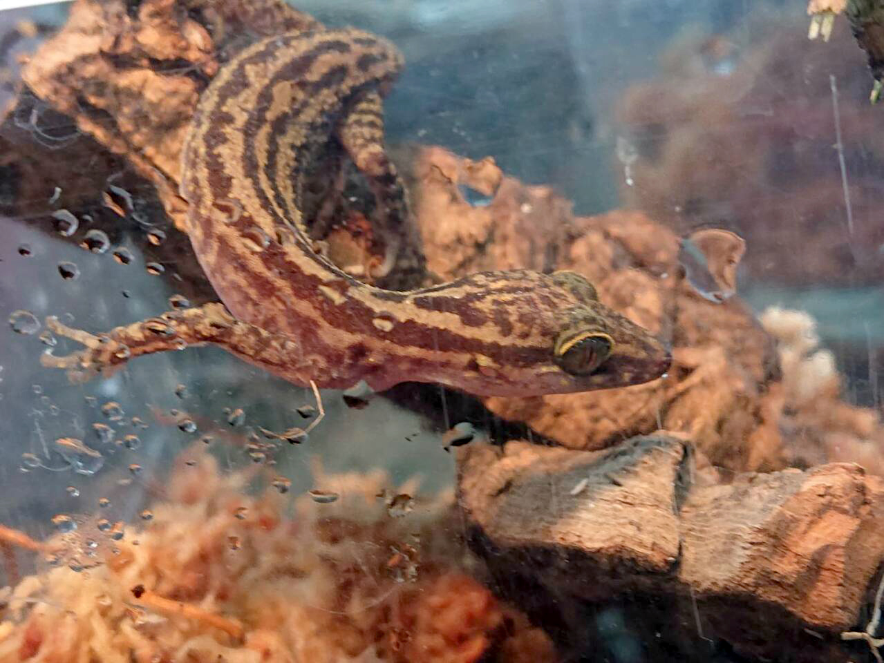 ヨスジホソユビヤモリ(5)